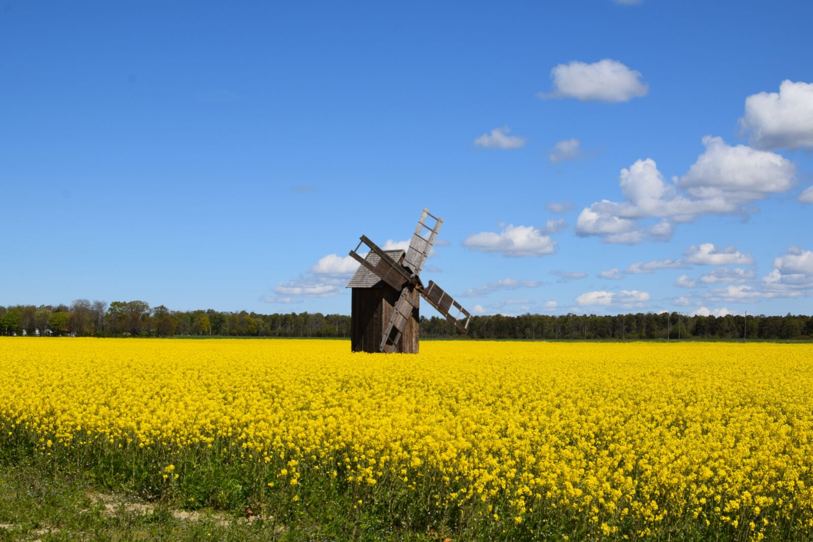Nikon D5300 sample photo. Windmill, canola, field photography