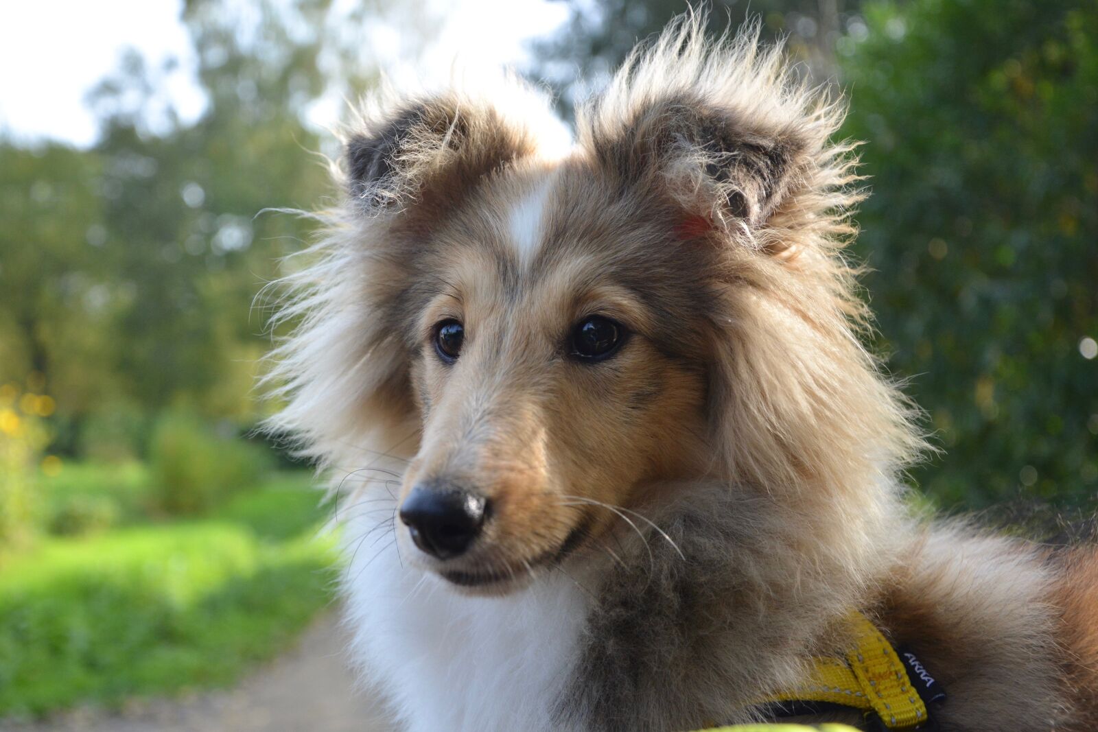 Nikon D5200 sample photo. Dog, bitch shetland sheepdog photography
