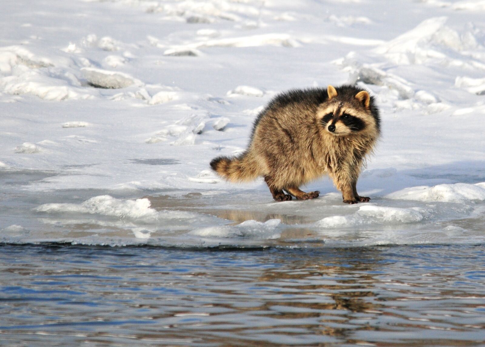 Nikon D300 sample photo. Raccoon, portrait, wildlife photography