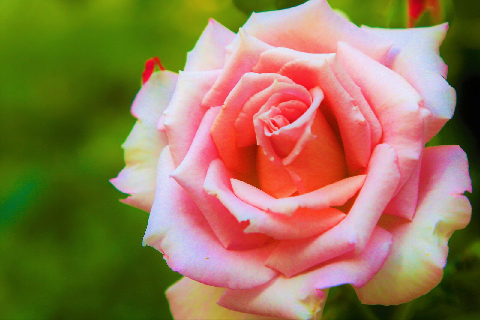 Canon EF 24-105mm F4L IS USM sample photo. Rose, spring, red photography