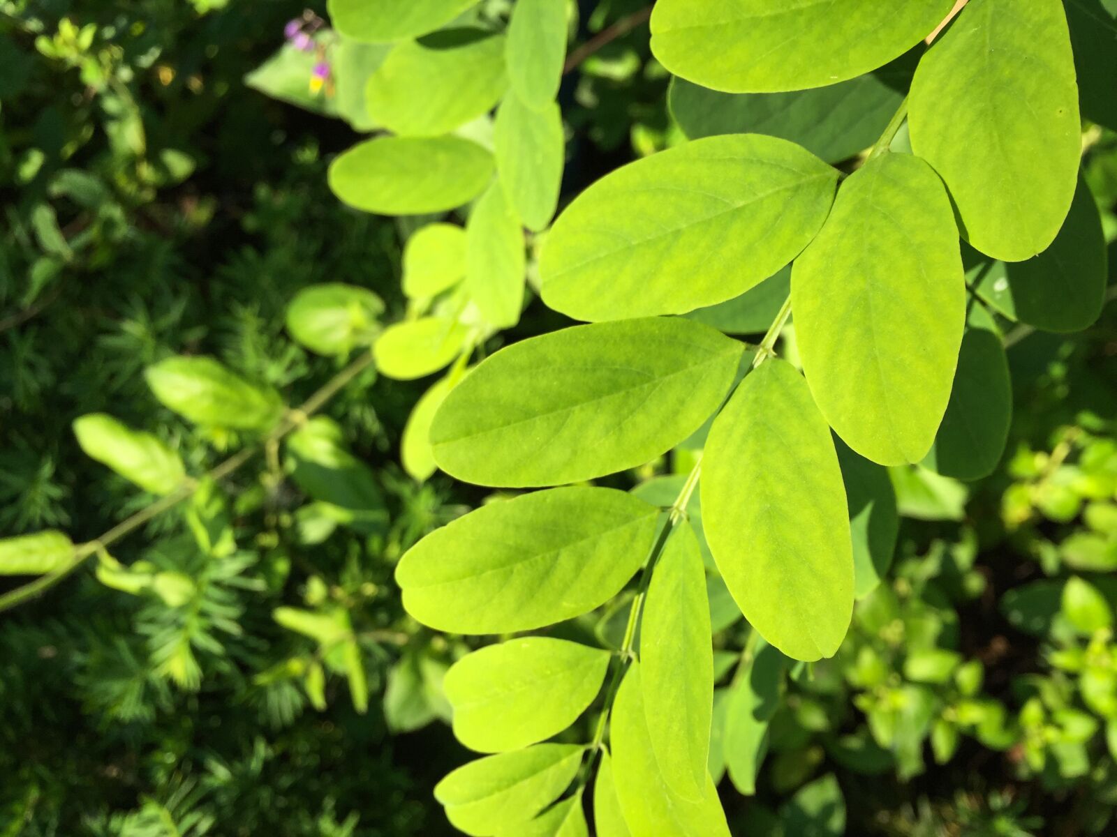 Apple iPhone 6 sample photo. Green, leaves, plants photography