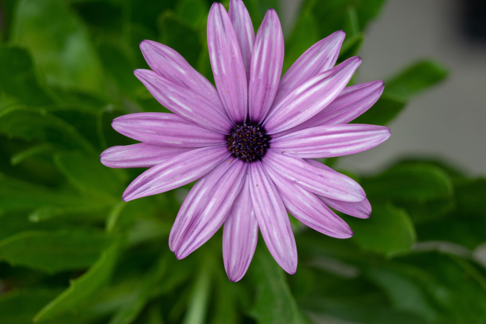 Nikon D3300 sample photo. Flower, nature, petals photography