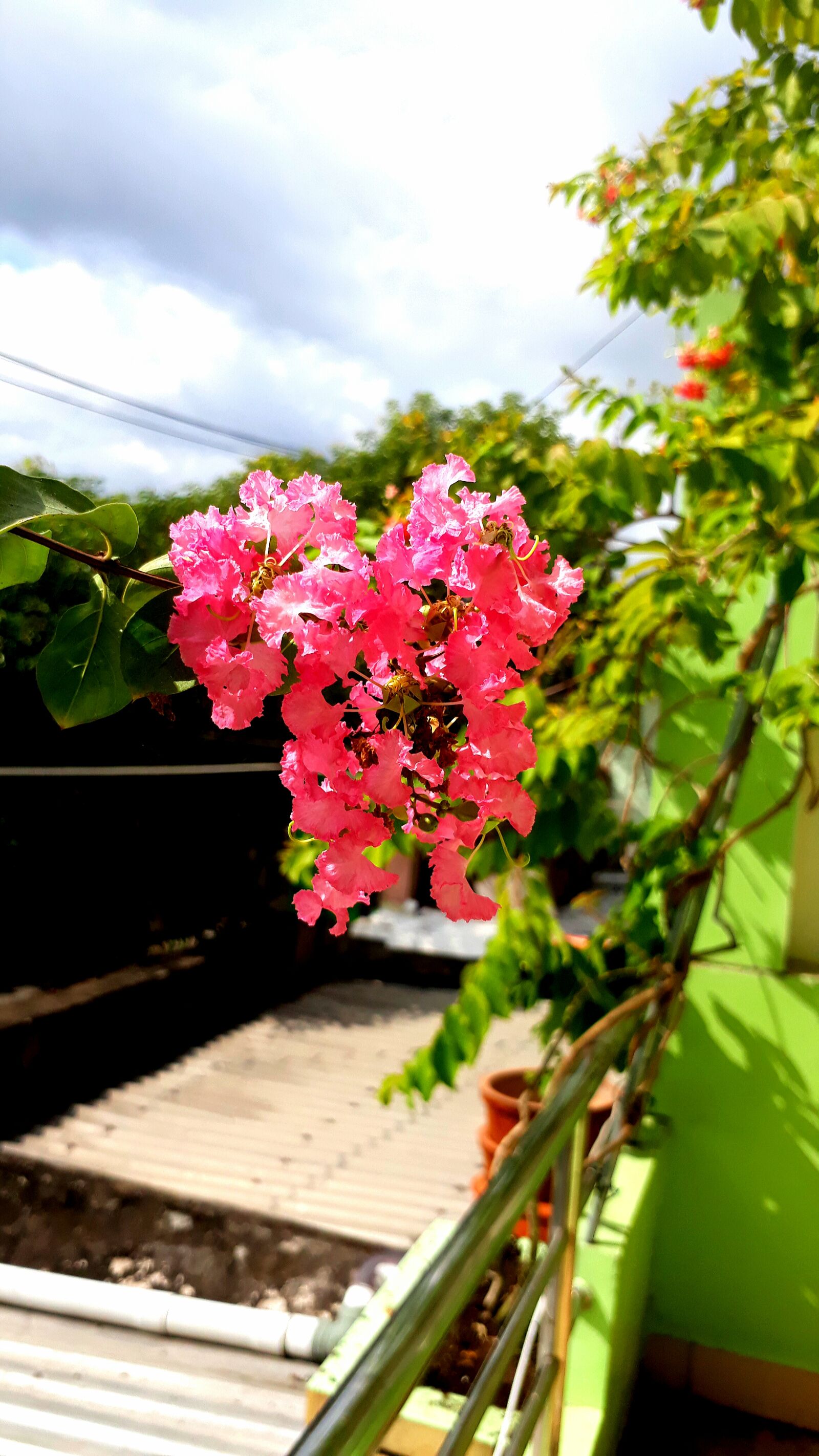 Samsung Galaxy J5 Prime sample photo. Beautiful, flowers photography