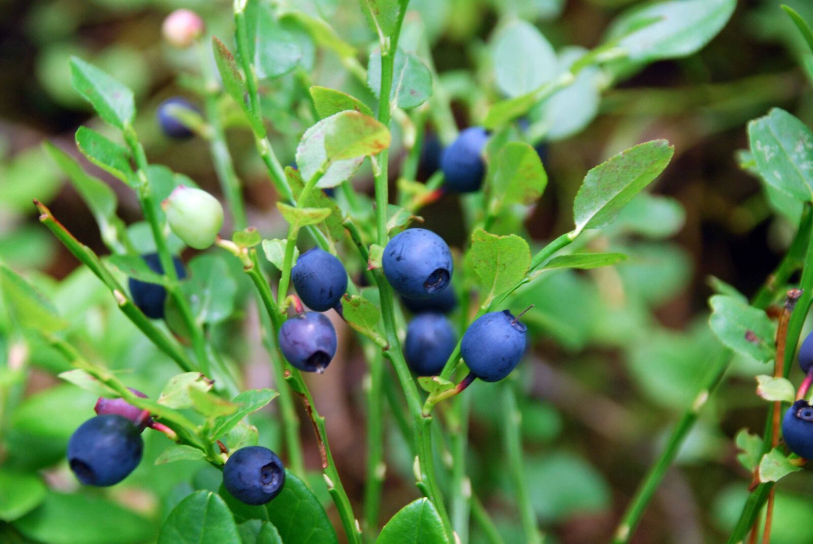 Nikon D80 sample photo. Blueberries, sprigs, summer berries photography