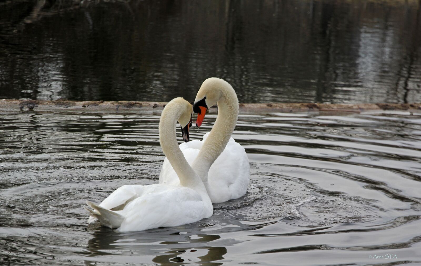 Canon EOS 60D + Canon EF-S 15-85mm F3.5-5.6 IS USM sample photo. Spring, swans, nature photography