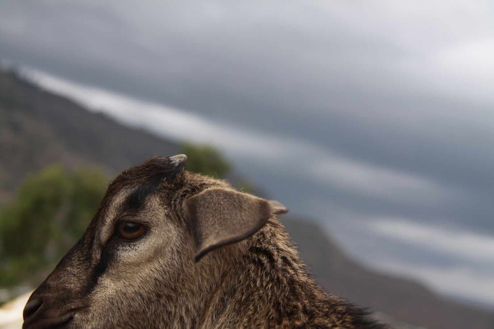 Canon EOS 50D sample photo. Goat, animal, creature photography