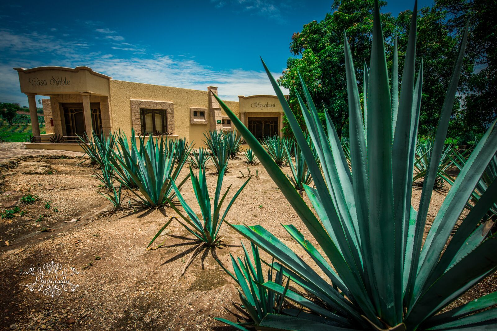 Nikon D800 sample photo. Agave, tequila, mexico photography