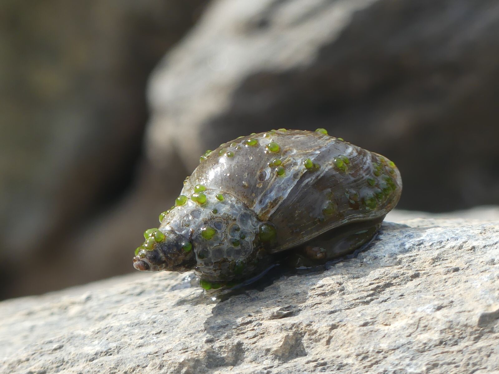 Panasonic Lumix DMC-FZ300 sample photo. Snail, water, shell photography