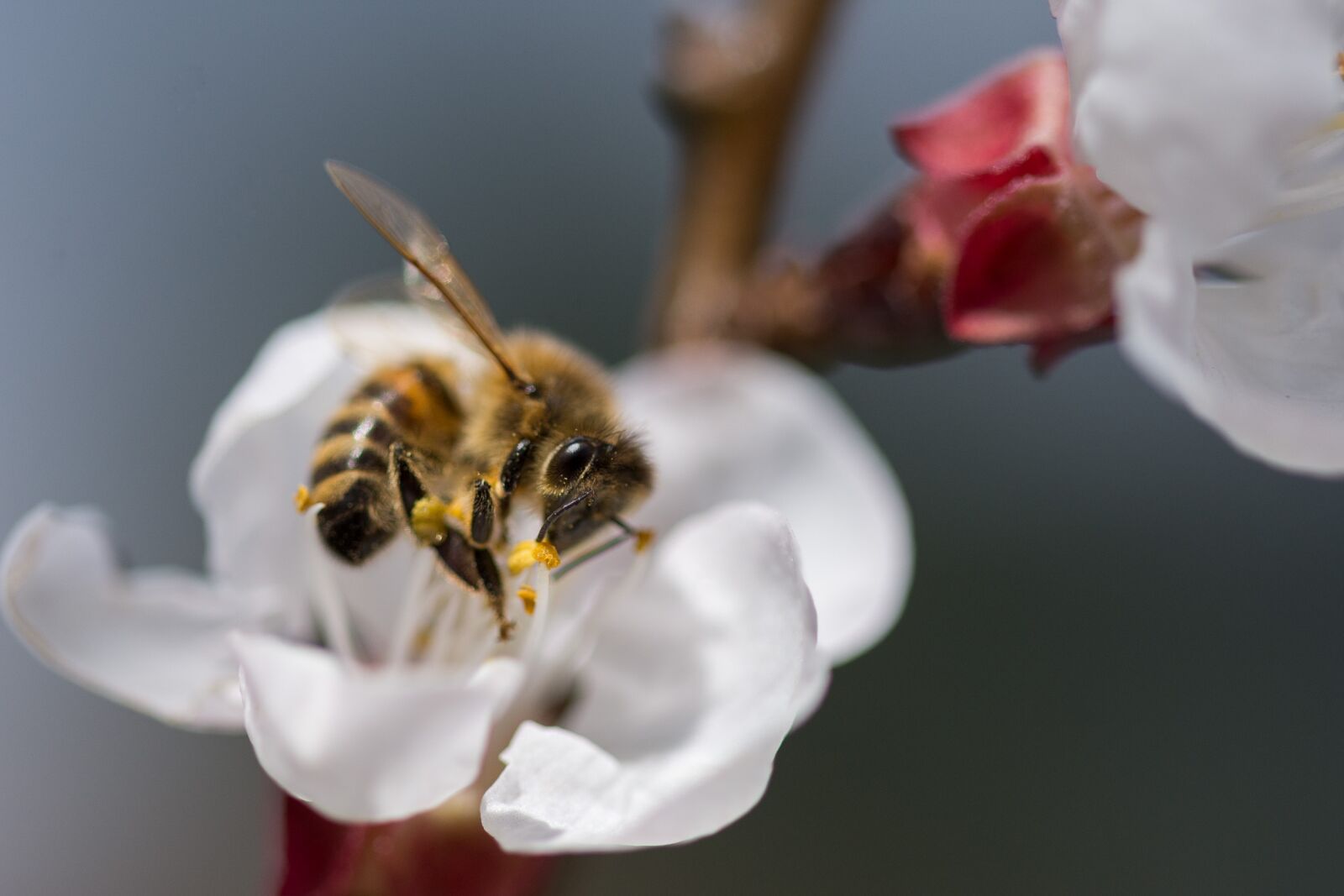 Nikon D7200 sample photo. Flower, nature, bee photography