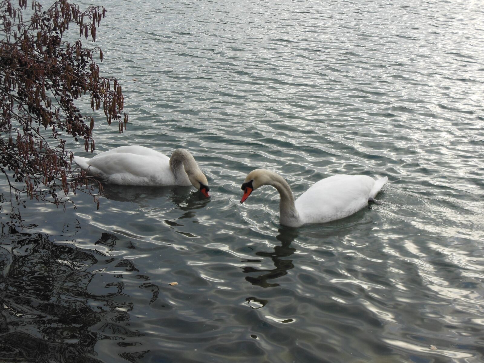 Nikon Coolpix S6300 sample photo. Swan, water, swans photography