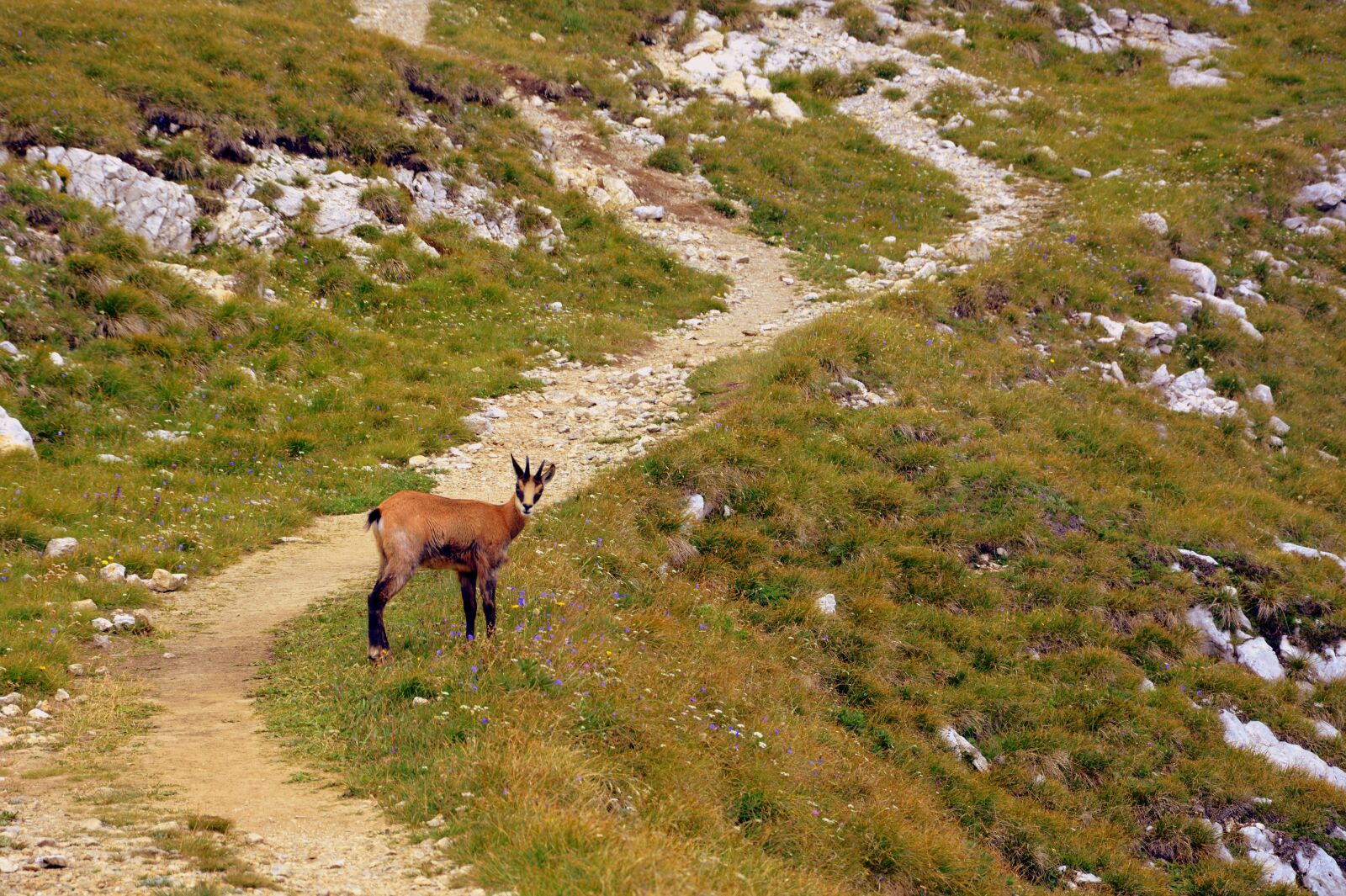 Nikon D7100 sample photo. Chamois, mountain, prato photography