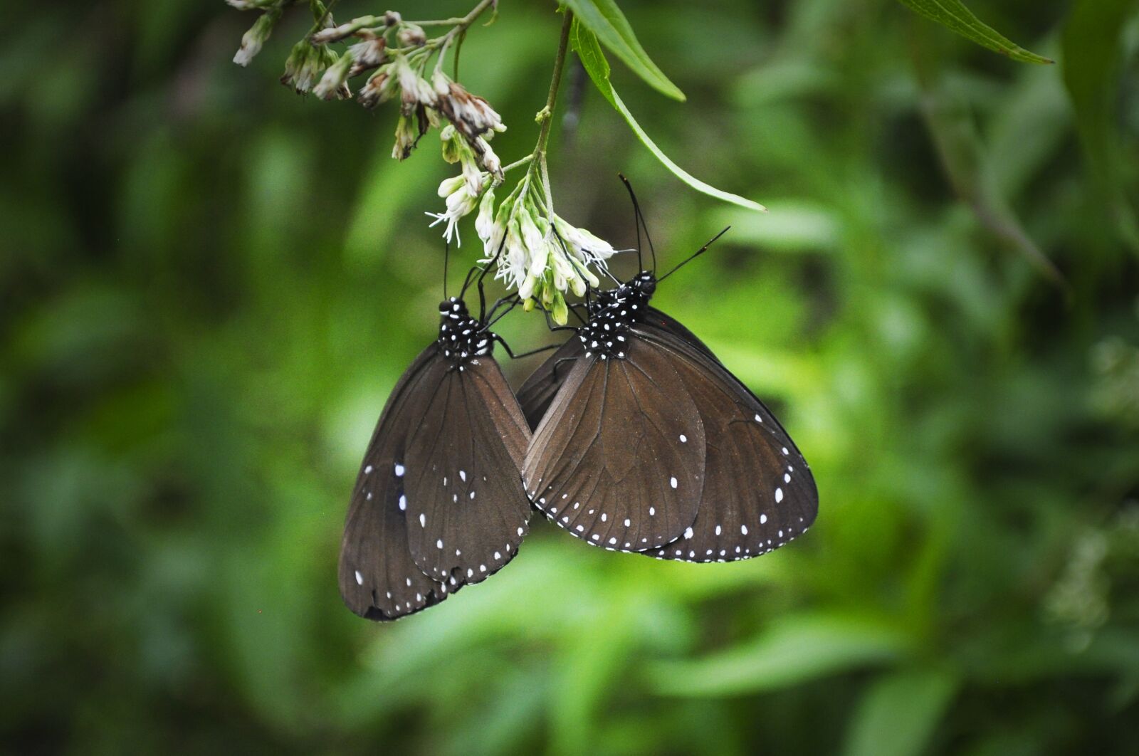 Nikon D5000 sample photo. Butterfly, valley of the photography