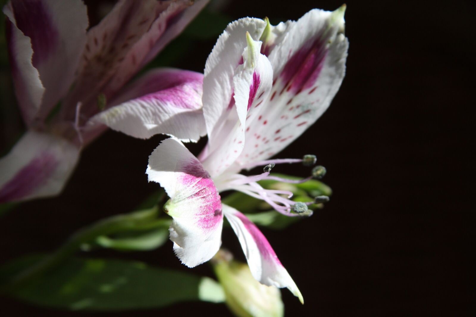 Canon EOS 40D sample photo. Flower, macro, red and photography