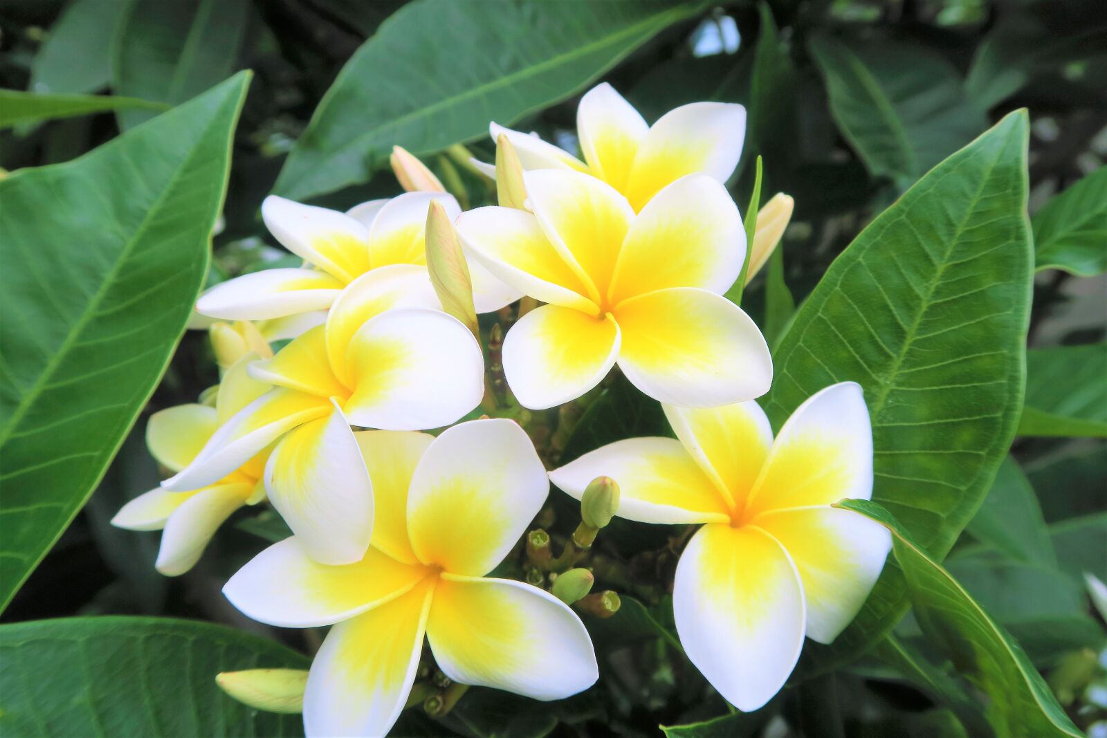 Canon PowerShot G7 X sample photo. Tropical, flower, nature photography