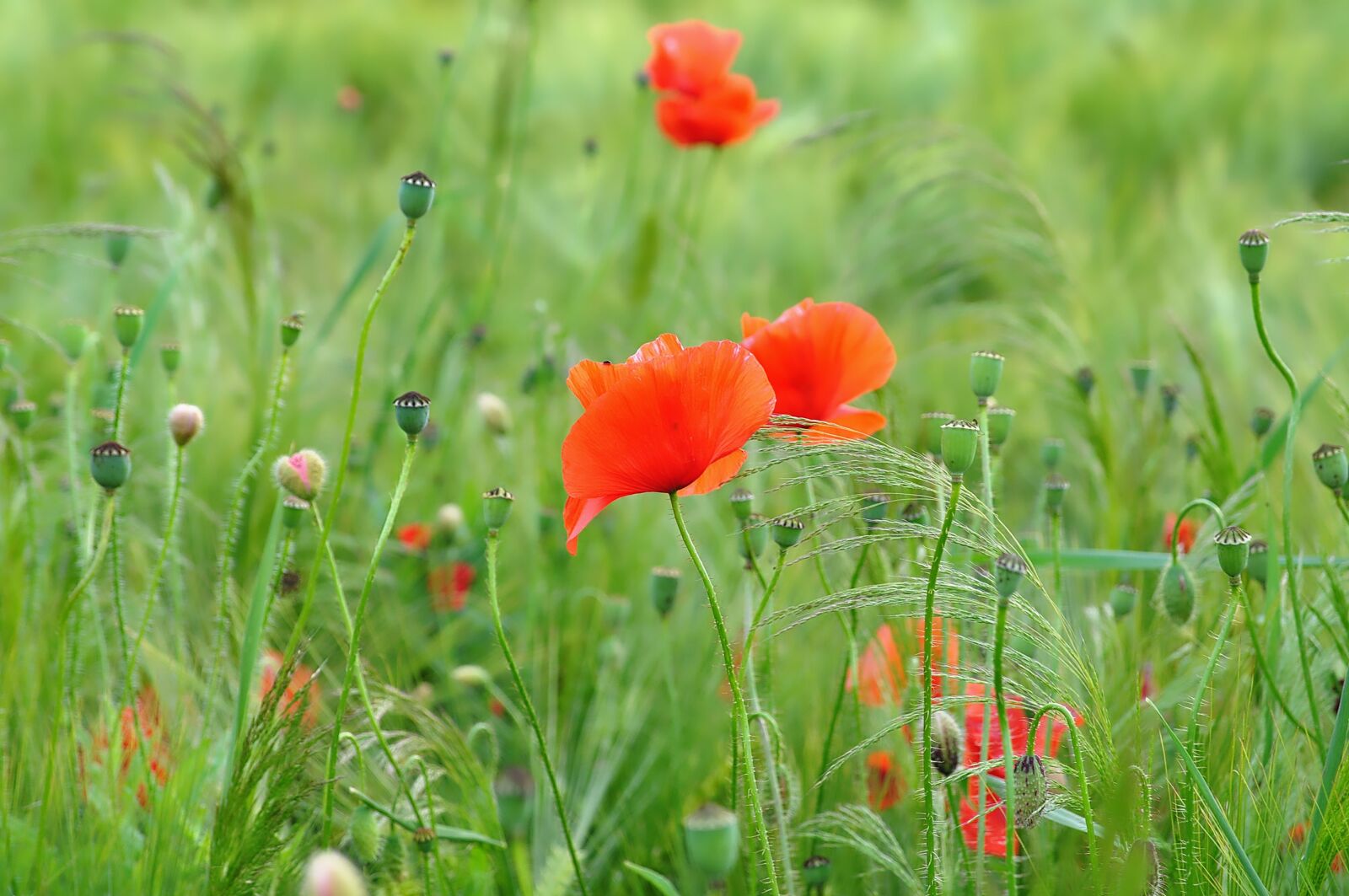 Nikon D90 sample photo. Nature, poppy, klatschmohn photography