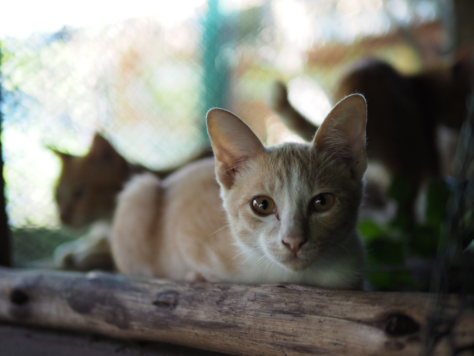 Olympus OM-D E-M10 II + Panasonic Leica DG Summilux 25mm F1.4 II ASPH sample photo. Cute, cat, animal photography