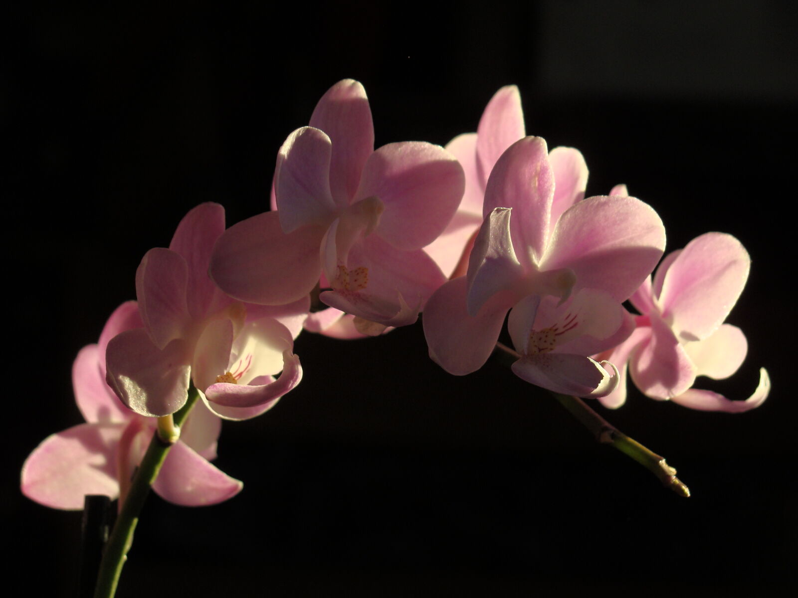 Sony Cyber-shot DSC-H10 sample photo