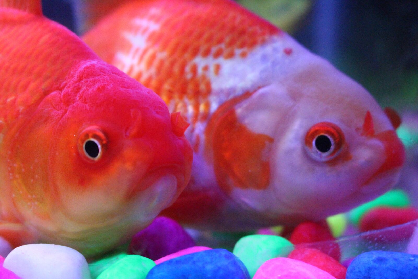 Canon EOS 700D (EOS Rebel T5i / EOS Kiss X7i) sample photo. Golden fish, fish, aquarium photography