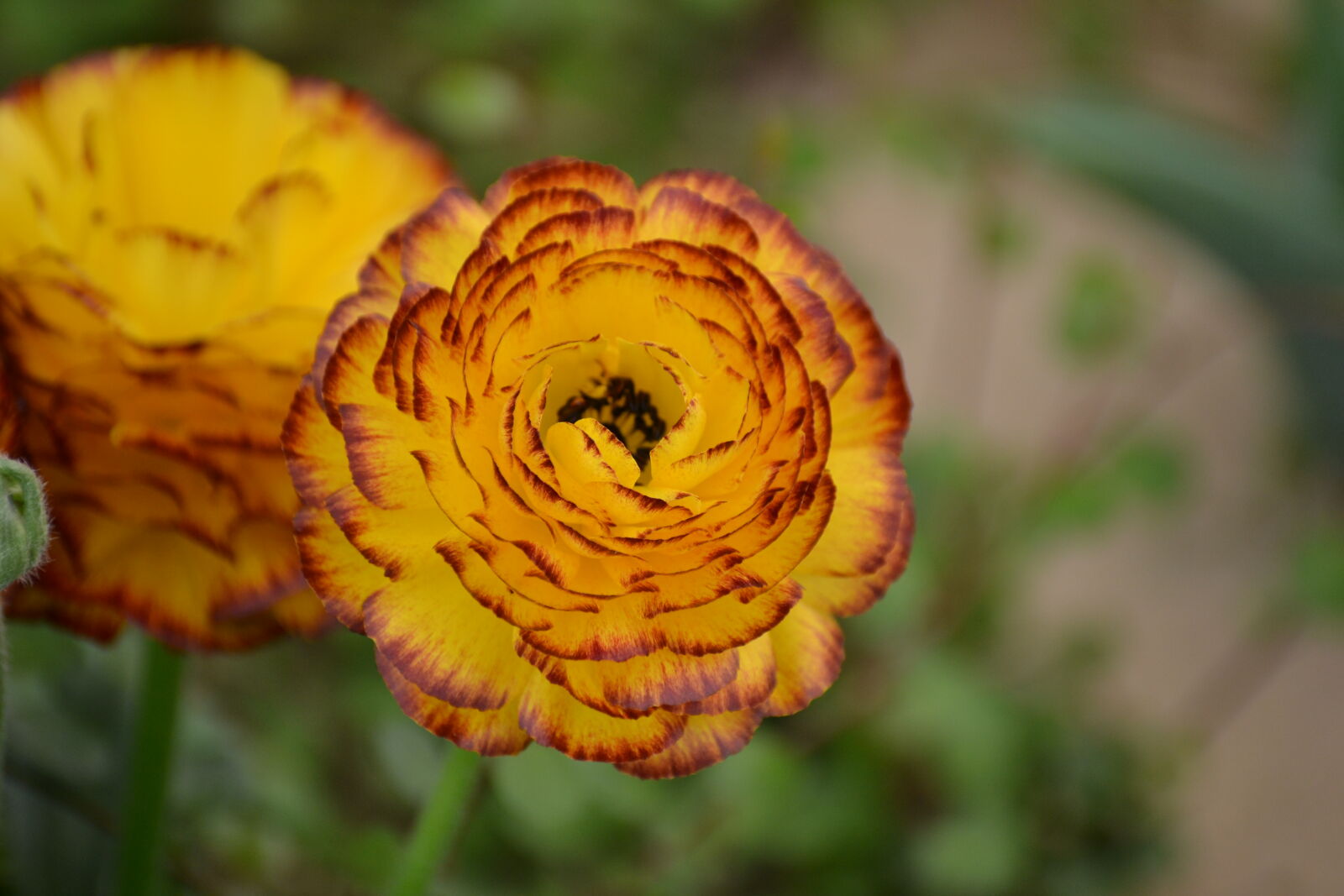 Nikon D3100 sample photo. Close, up, view, flower photography