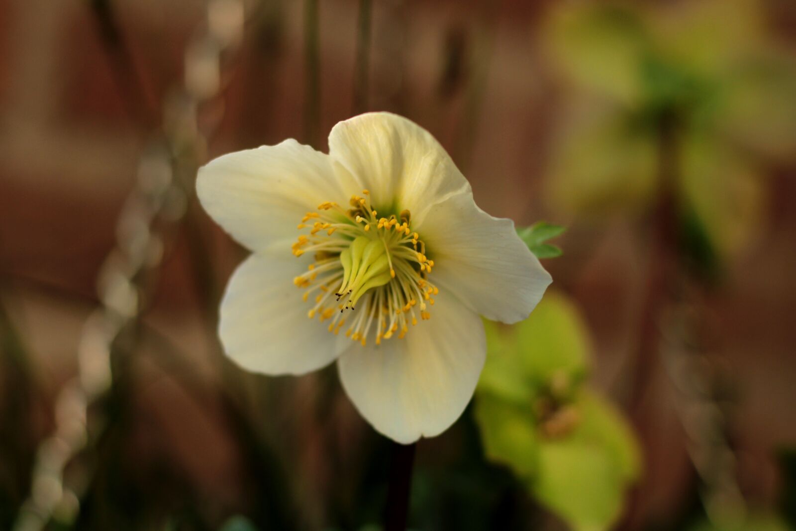 Canon EF 50mm F1.8 STM sample photo. Helleborus, christmas rose, white photography