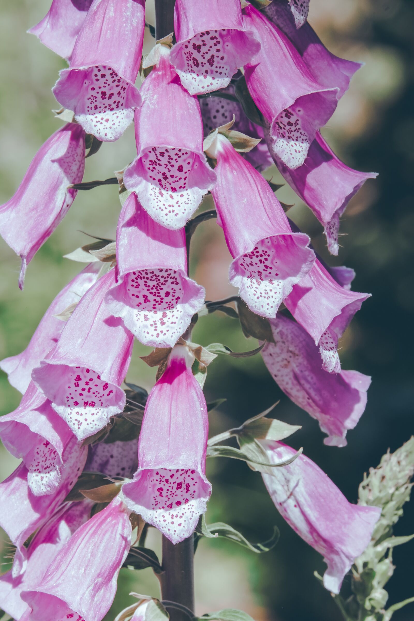 Fujifilm XF 55-200mm F3.5-4.8 R LM OIS sample photo. Thimble, flower, blossom photography