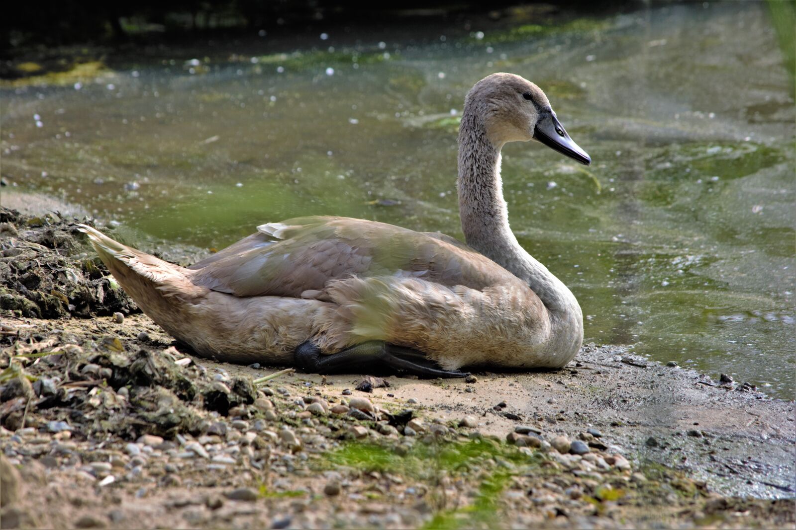 Nikon D7100 sample photo. Swan, bird, cygnet photography