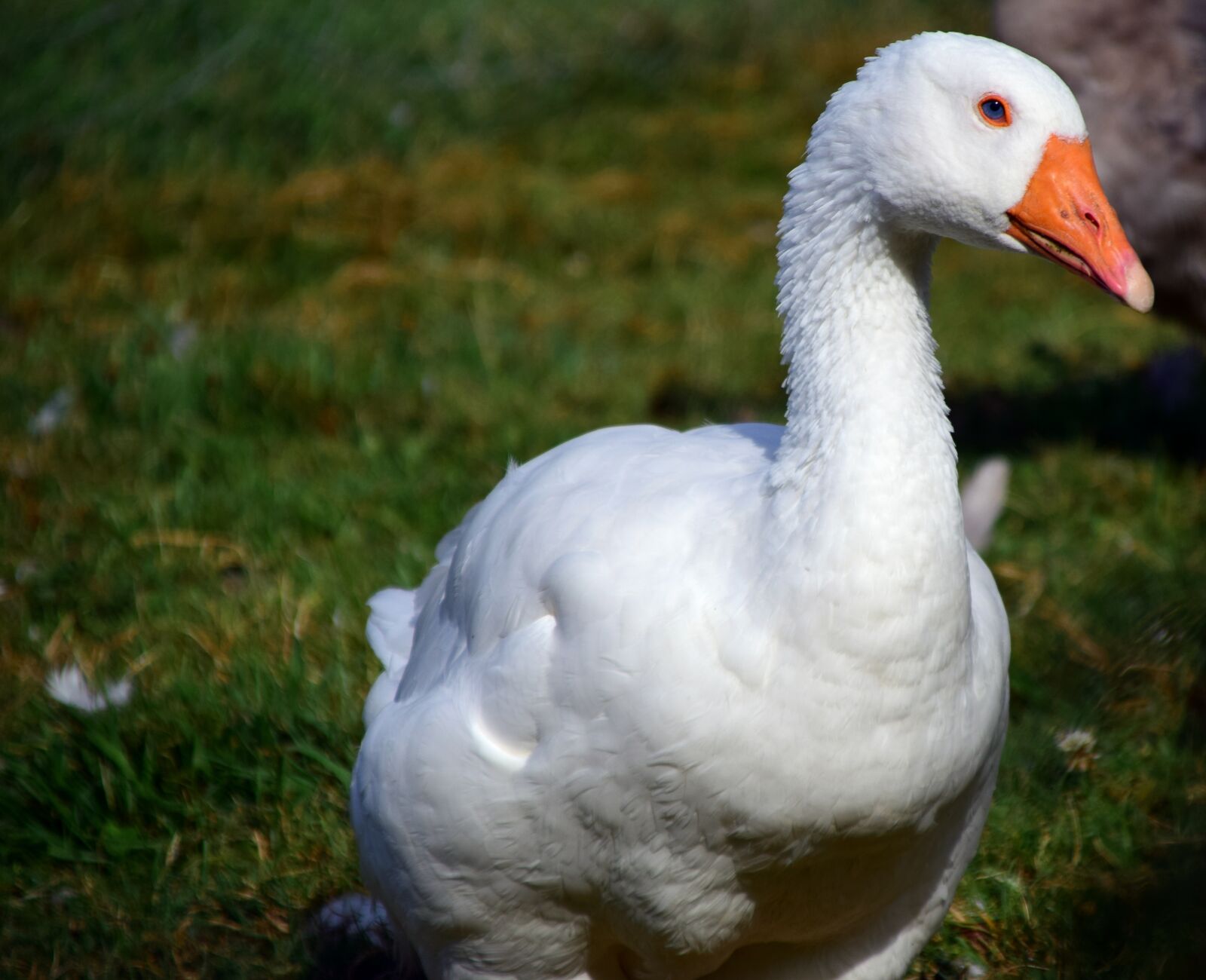 Nikon D3300 sample photo. Goose, domestic goose, poultry photography
