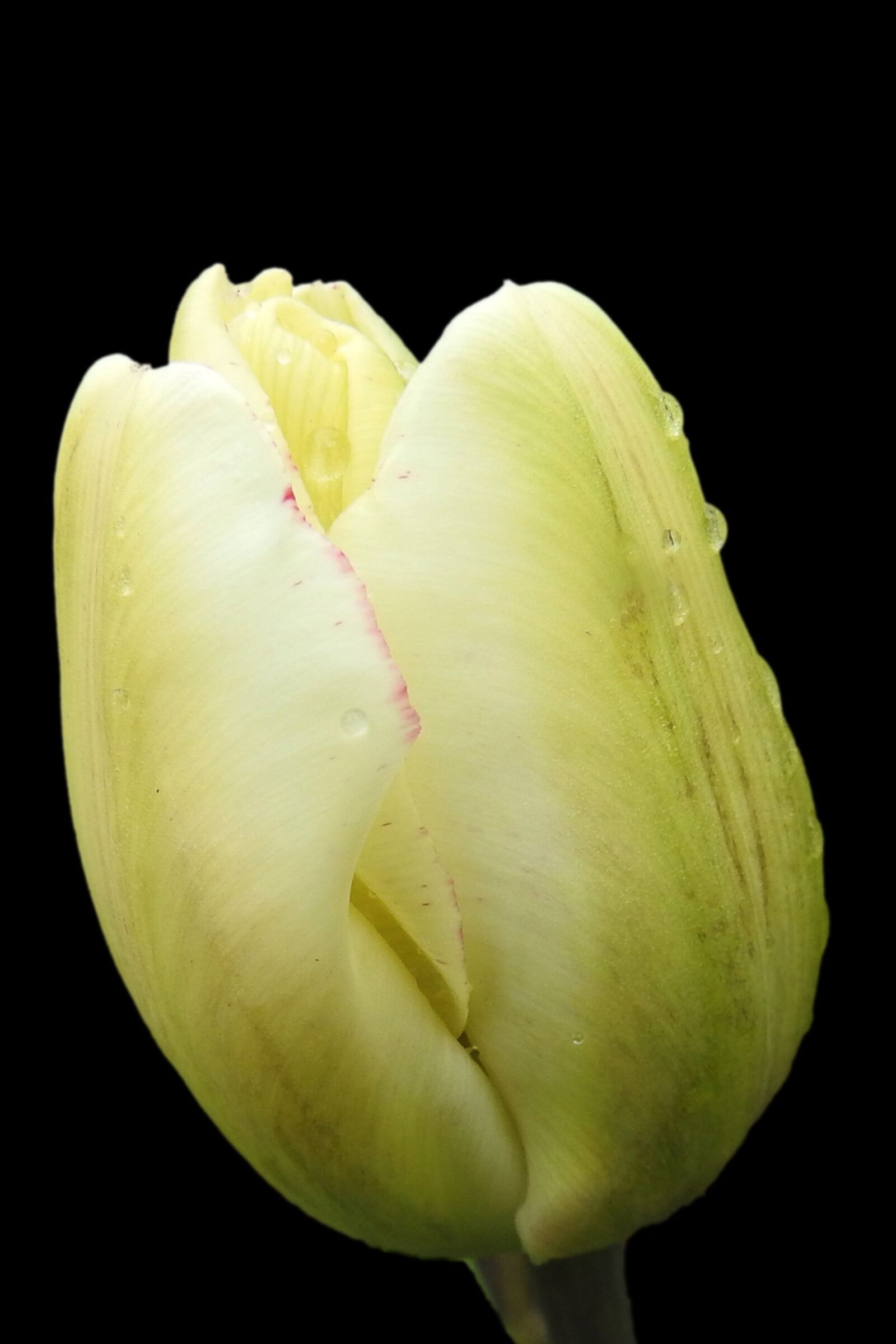 Nikon Coolpix P900 sample photo. Tulip, blossom, bloom photography