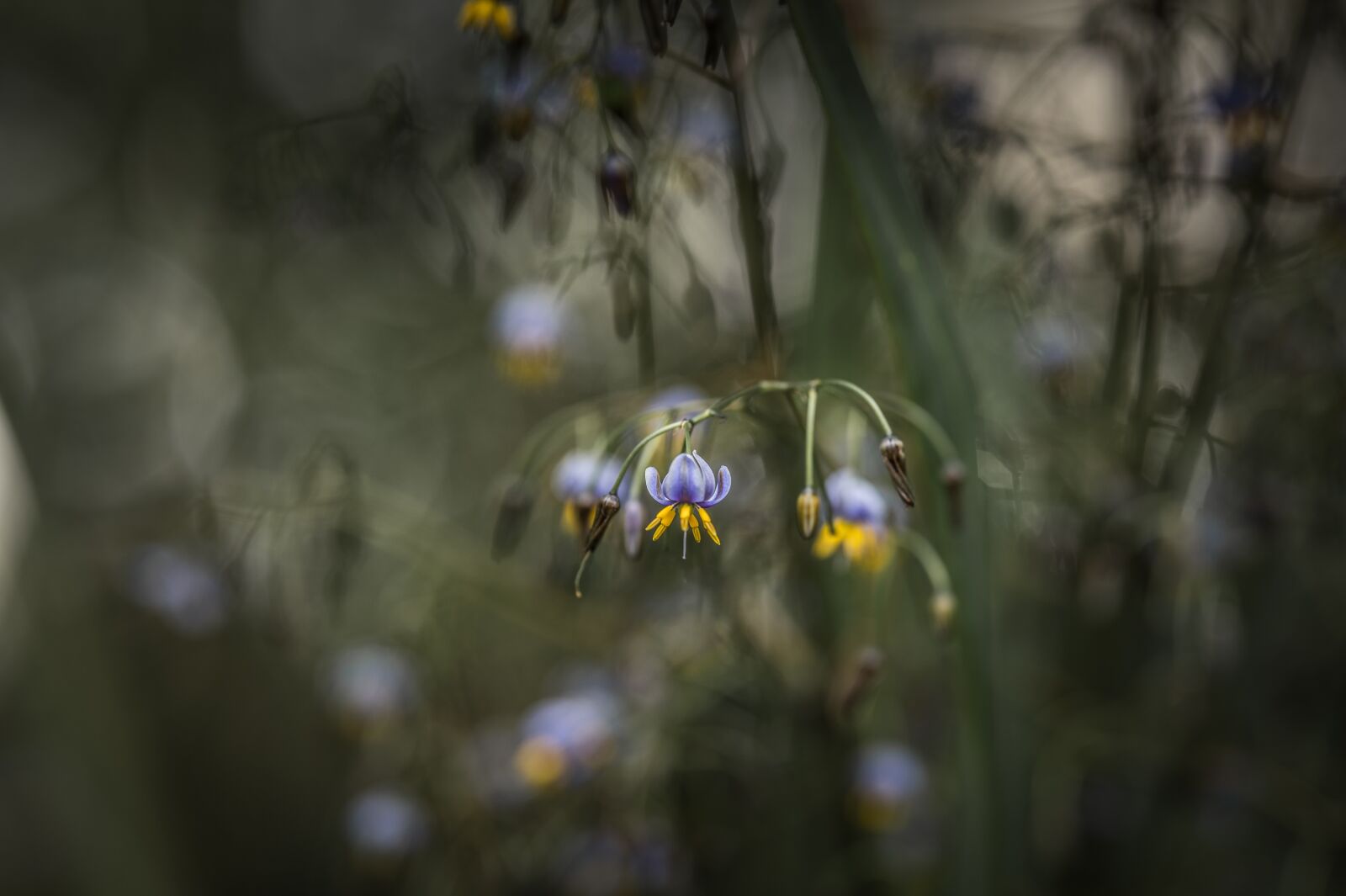 Nikon Z6 sample photo. Flower, garden, nature photography