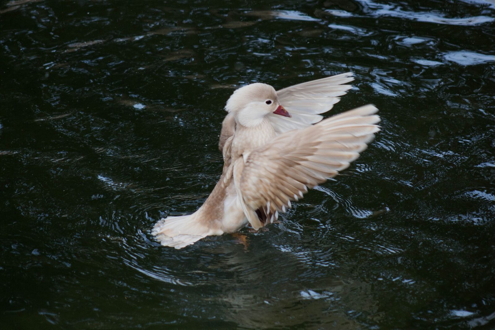 Canon EF75-300mm f/4-5.6 sample photo. Bird, duck, nature photography