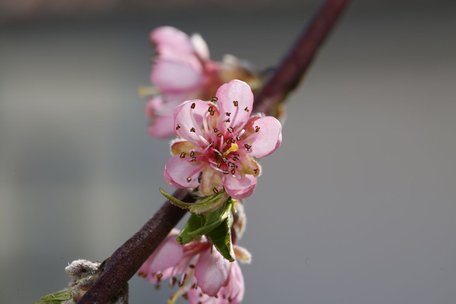 Canon EF 100mm F2.8L Macro IS USM sample photo. Spring, sprout, engine photography