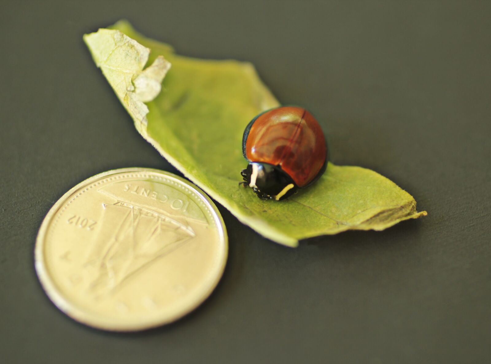 Canon EOS 550D (EOS Rebel T2i / EOS Kiss X4) sample photo. Insect, ladybug, unspotted photography