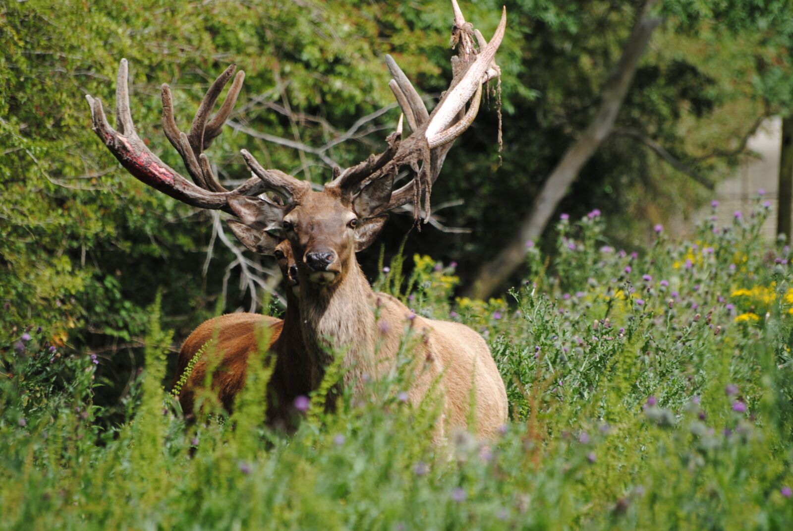 Nikon D3000 sample photo. Red stag, shedding velvet photography