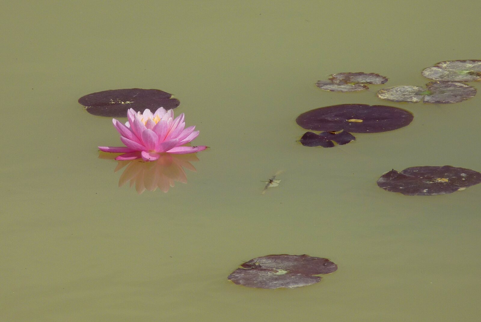 Panasonic Lumix DMC-FZ35 (Lumix DMC-FZ38) sample photo. Flower, water lily, aquatic photography
