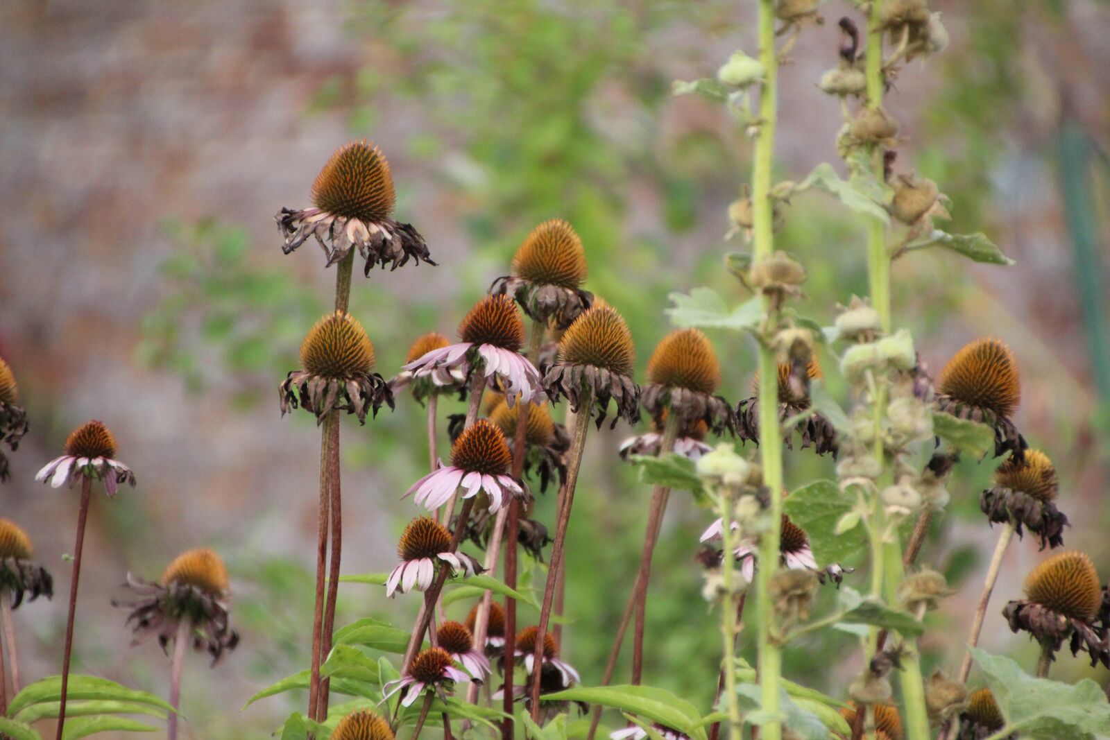 Canon EOS 600D (Rebel EOS T3i / EOS Kiss X5) sample photo. Cosmos, faded flowers, seeds photography