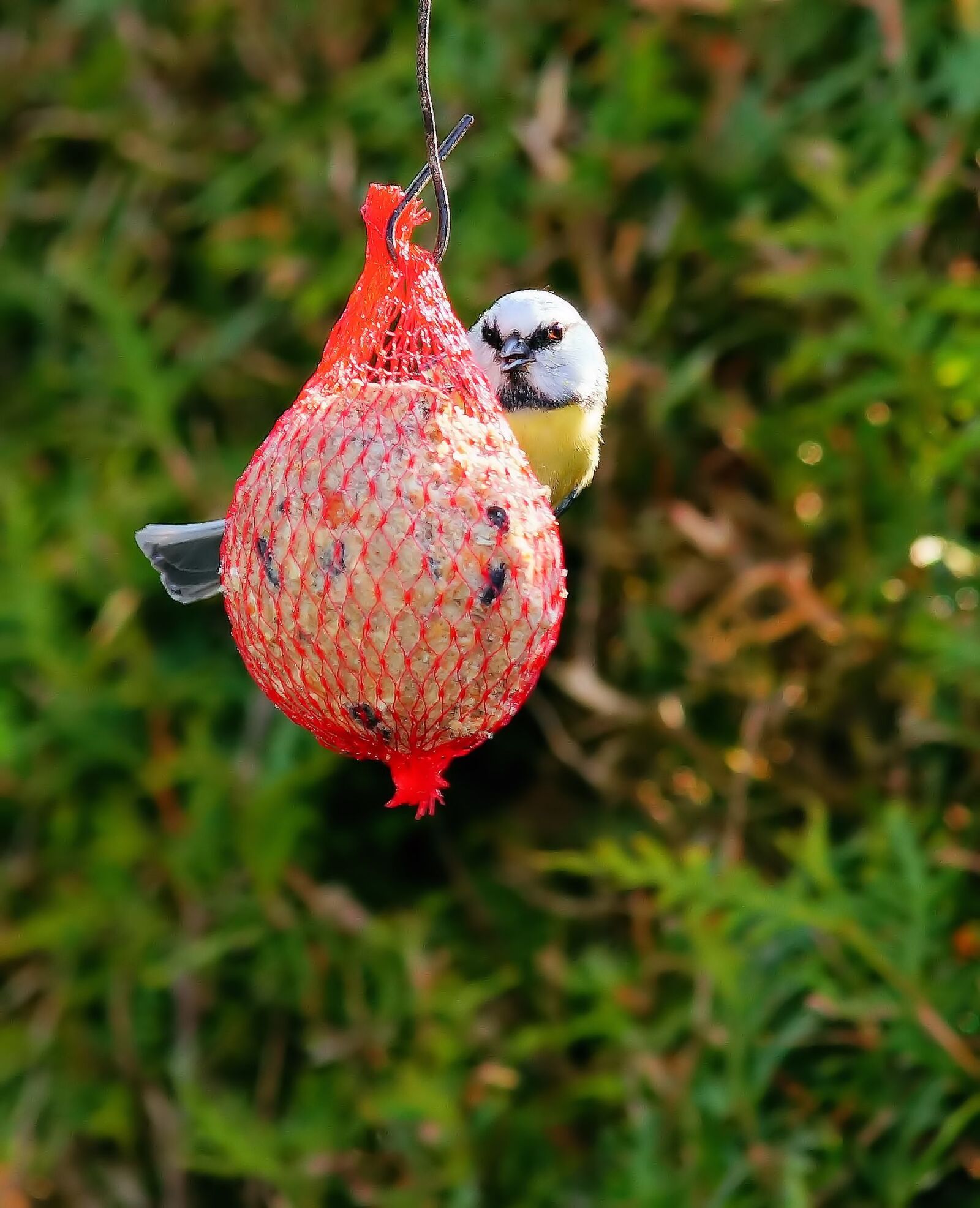 Sony SLT-A58 sample photo. Tit, bird, eat photography