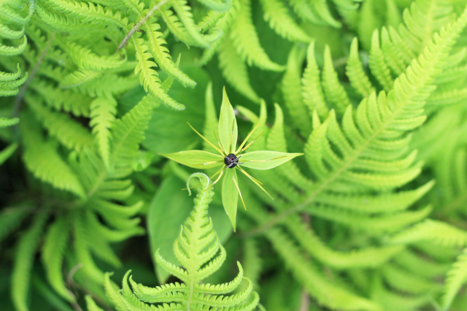 Canon EOS 30D sample photo. Flower, green, macro photography
