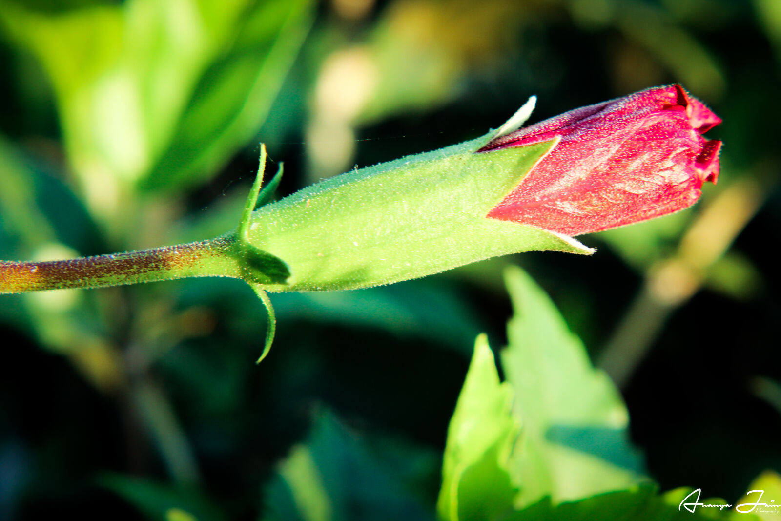 Canon EOS 1300D (EOS Rebel T6 / EOS Kiss X80) sample photo. Early, morning, evergreen, flower photography