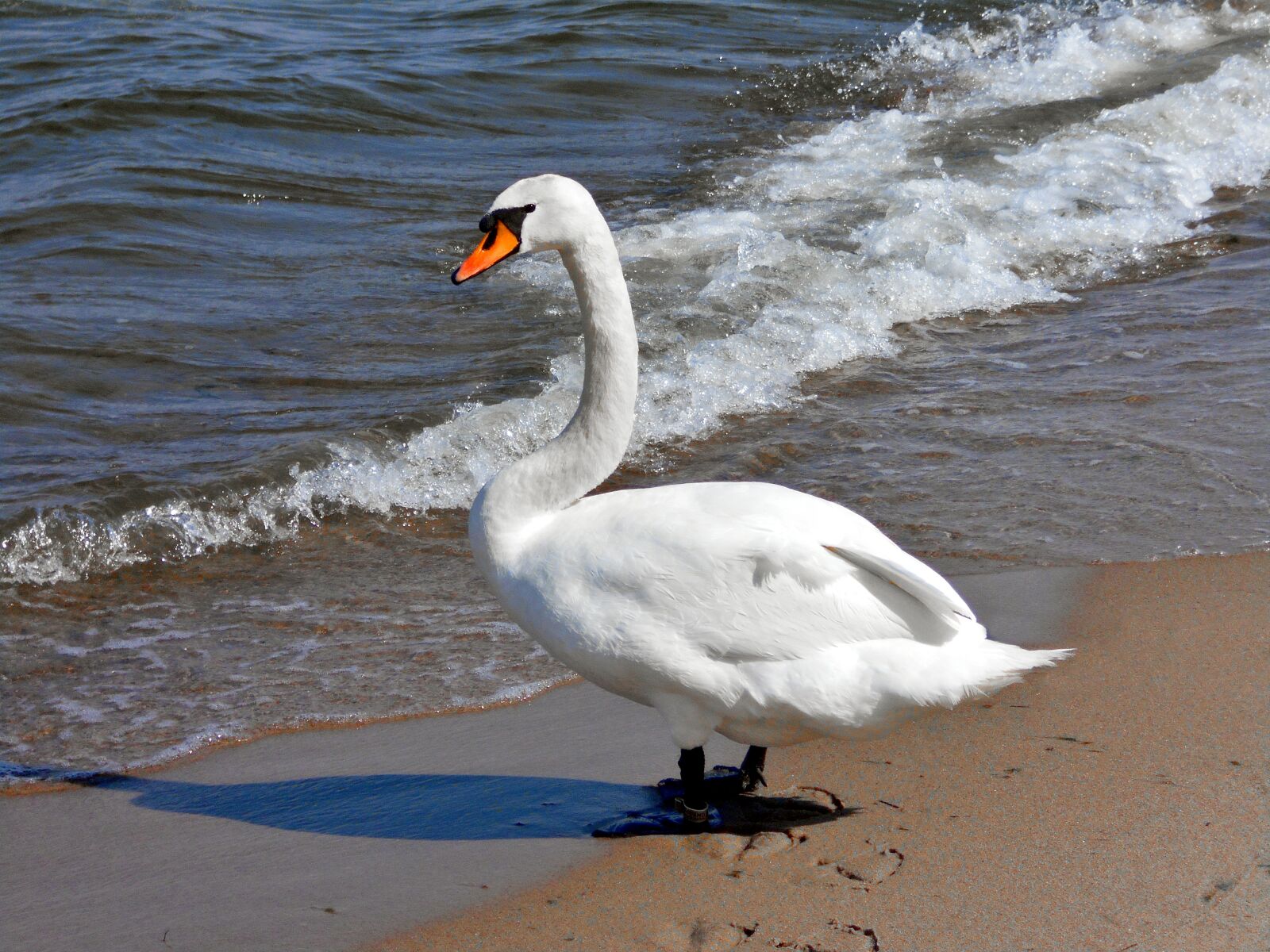 Nikon Coolpix S2900 sample photo. Swan, sea, bird photography