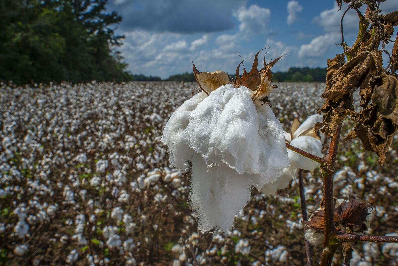 Nikon D4 sample photo. Cotton, growing, plant photography