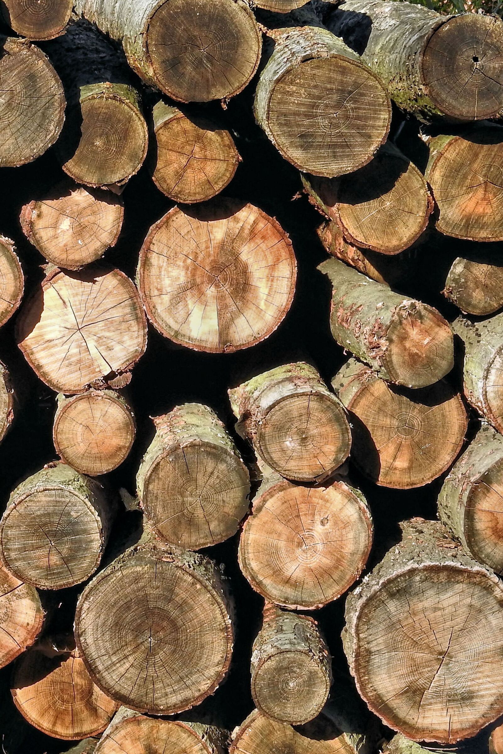Nikon Coolpix P900 sample photo. Holzstapel, texture, wood photography