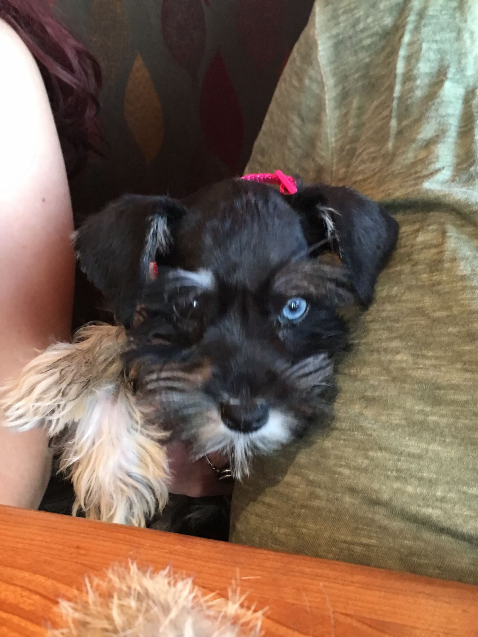 iPhone 6s Plus back camera 4.15mm f/2.2 sample photo. Mini schnauzer, dog, blue photography