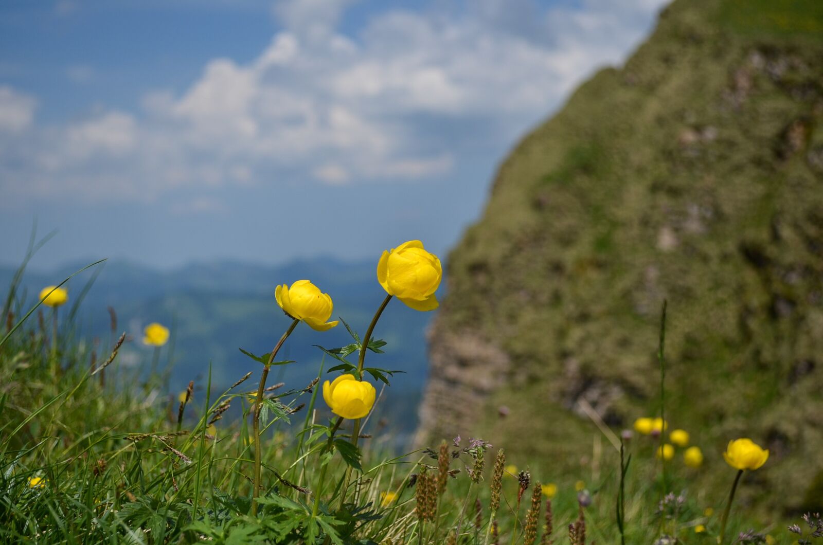 Nikon D5100 sample photo. Nature, summer, outdoor photography