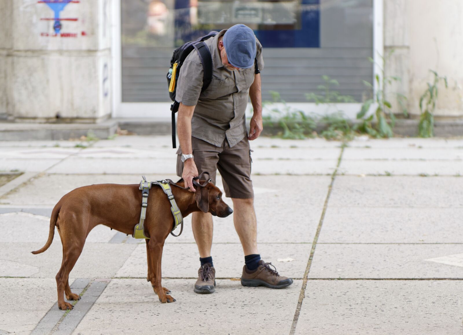 Nikon D5300 sample photo. Dog, leash, man photography