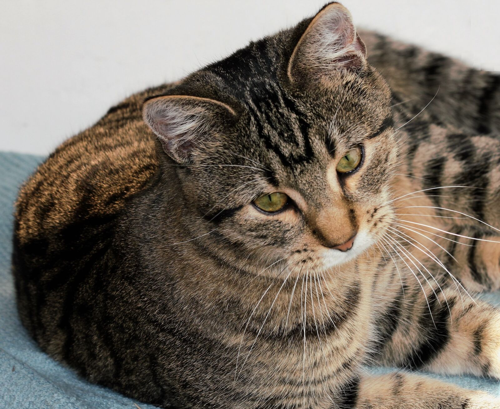 Canon EOS 550D (EOS Rebel T2i / EOS Kiss X4) sample photo. Crampon, cat, tomcat photography