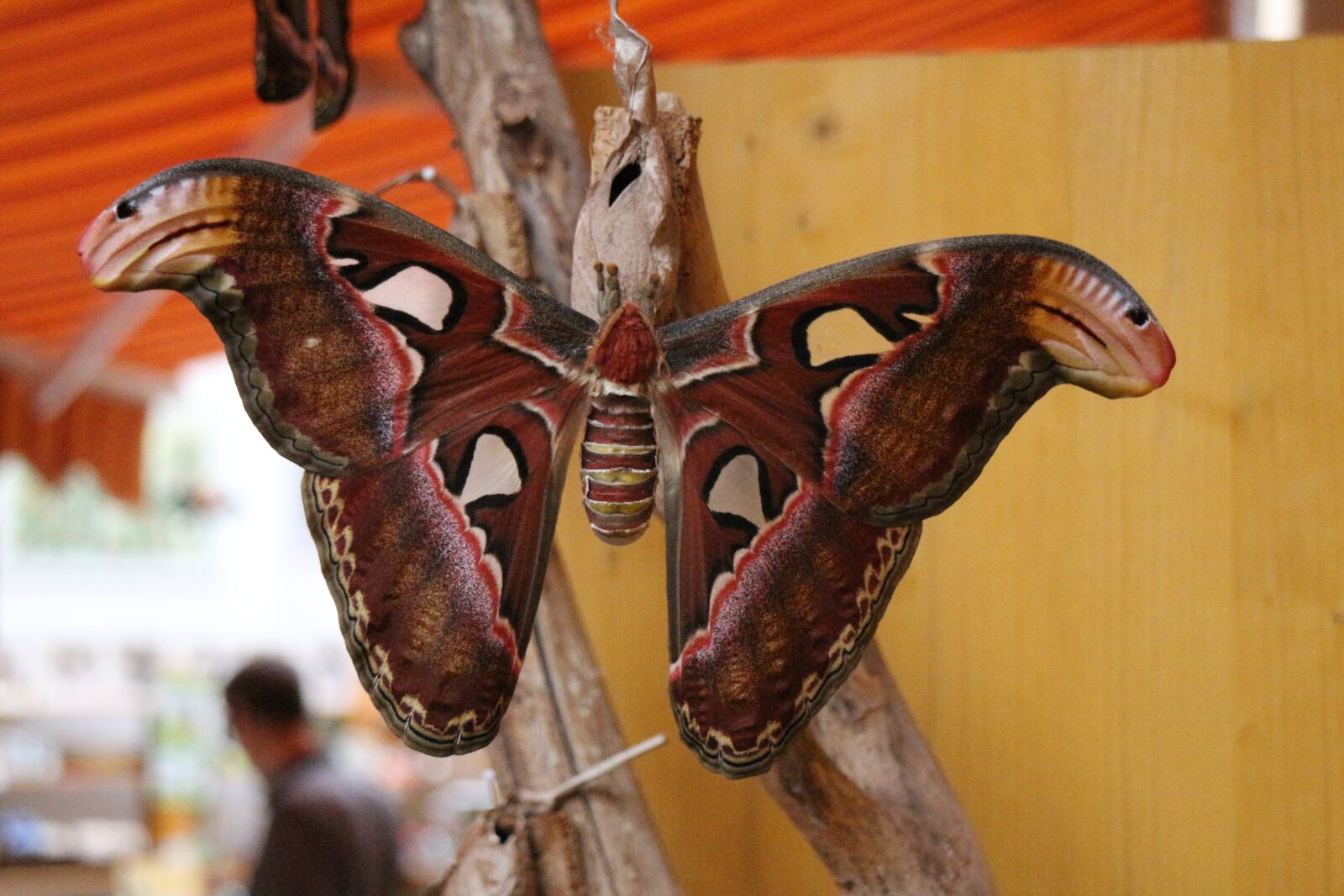 Canon EOS M sample photo. Atlas moth, butterfly, largest photography