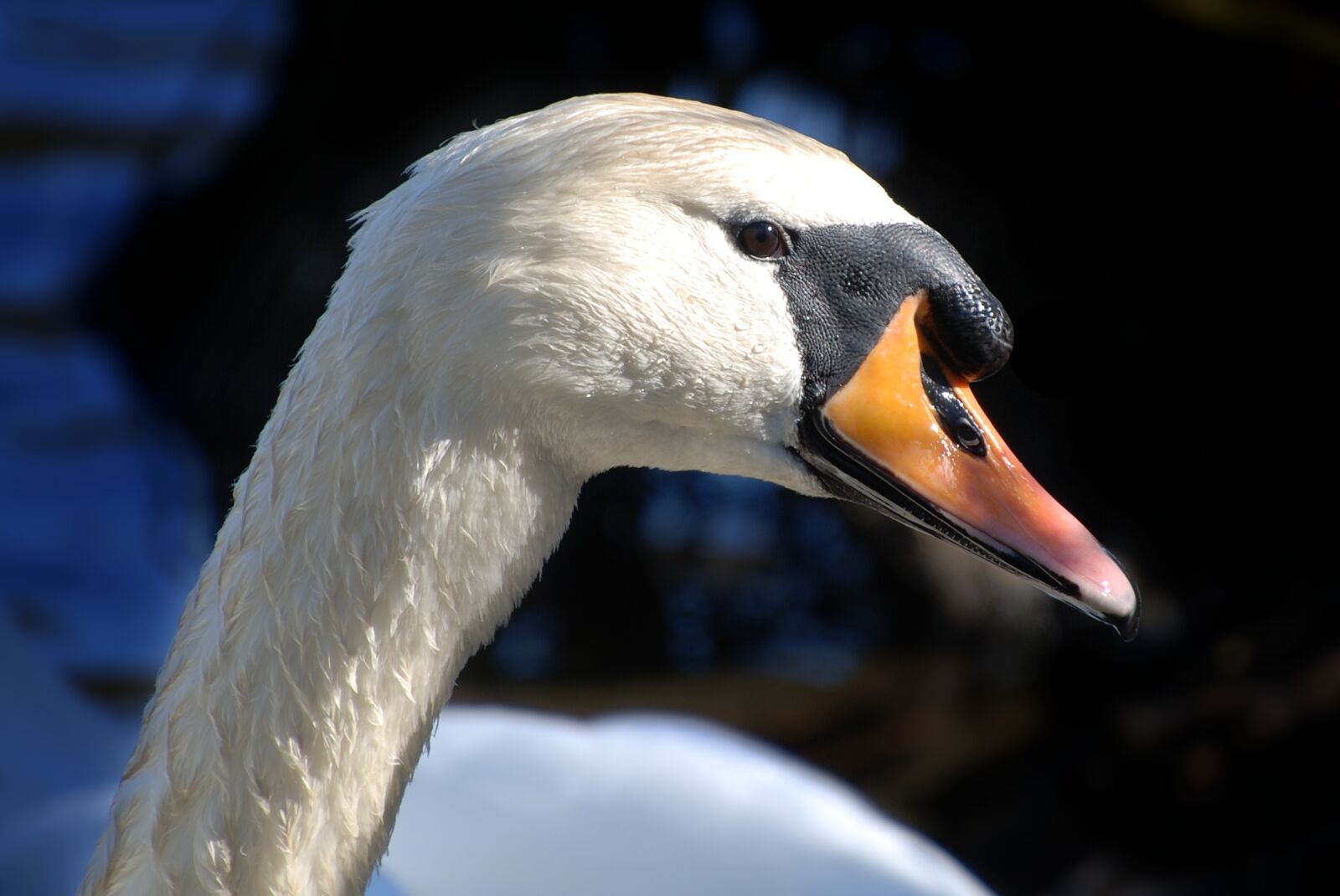 Nikon D80 sample photo. Swan, water, lake photography