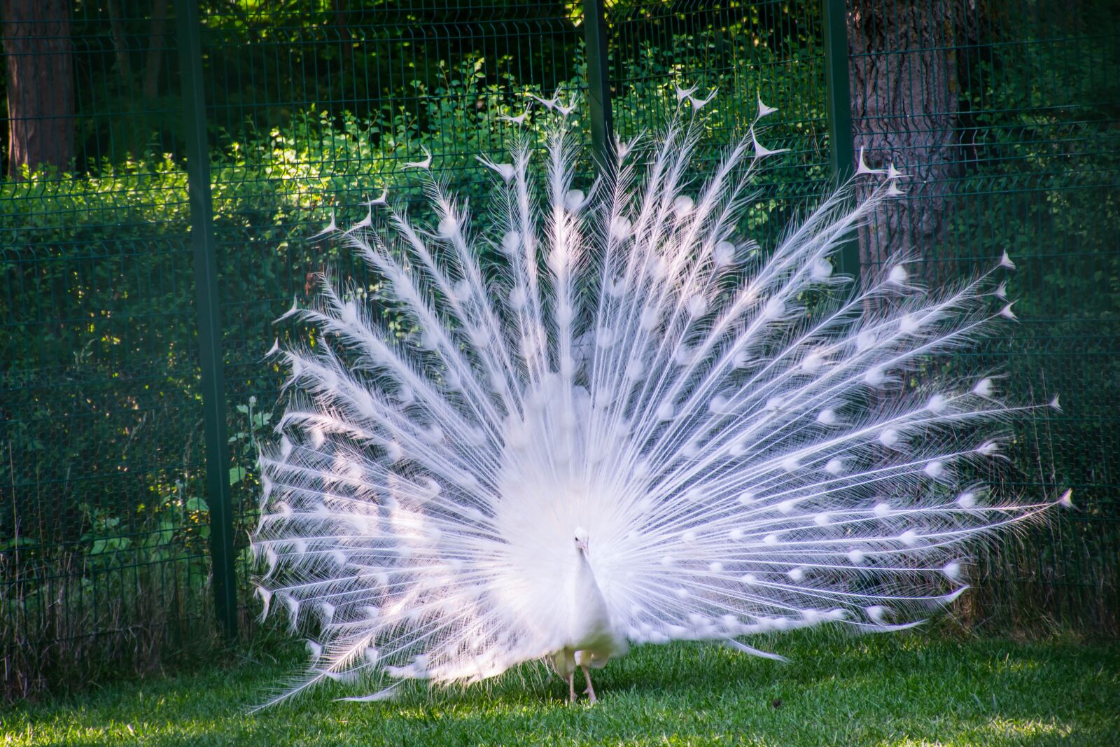 Nikon D5300 sample photo. Peacock, birds, zoo photography