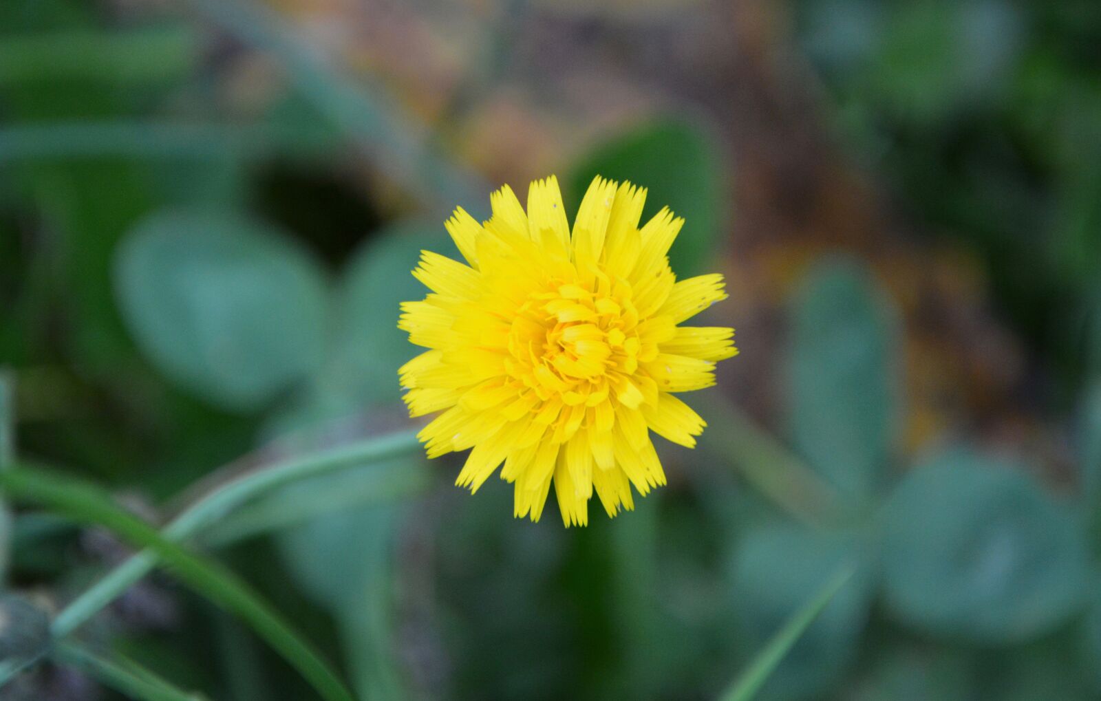 Nikon D5200 sample photo. Flower, yellow flower, green photography