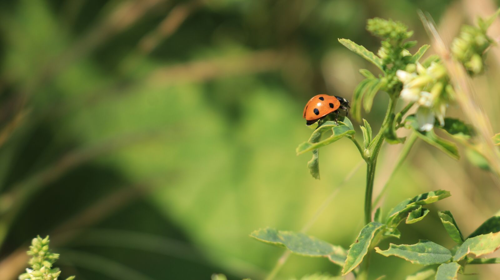 Canon EOS 80D sample photo. Ladybug, plant, beetle photography
